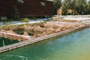 Bioflock Preparation and Water Management